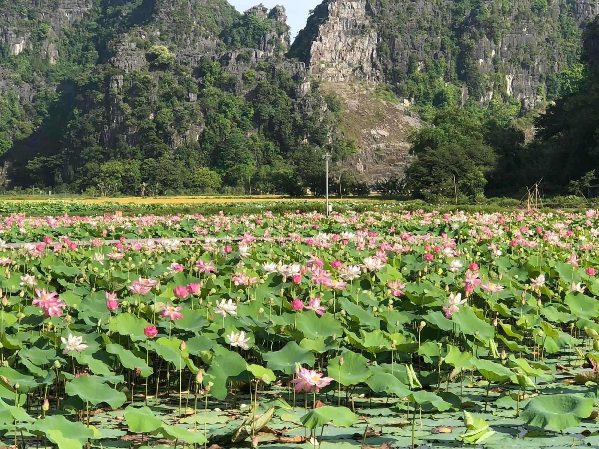 Tam Coc - Thanh Homestay Ninh Binh Eksteriør billede